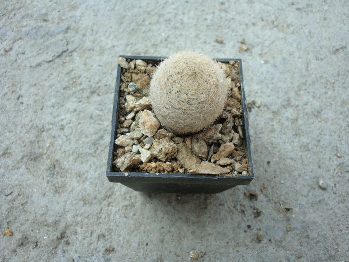 Mammillaria magallanii (Schmoll ex R.T.Craig 1945)