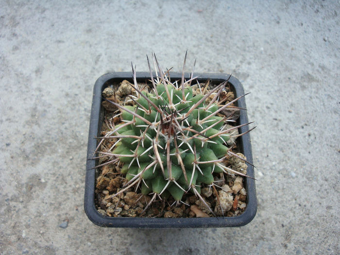 Mammillaria magnimamma        Haw.1824