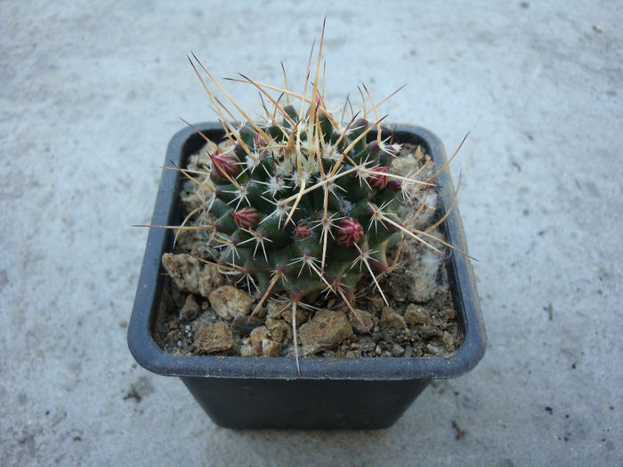 Mammillaria magnimamma       Haw.1824