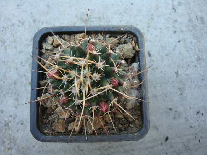 Mammillaria magnimamma     Haw.1824