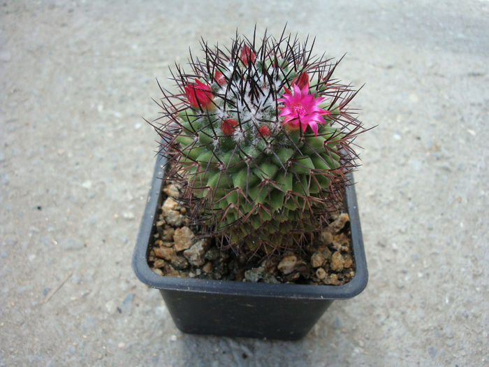 Mammillaria mammillaris  (L.) H.Karst.1886