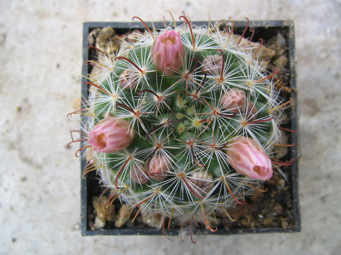 Mammillaria mercadensis Patoni 1910 - Genul Mammillaria fila 2