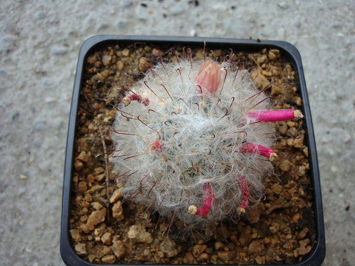 Mammillaria multihamata Boed 1915 - Genul Mammillaria fila 2