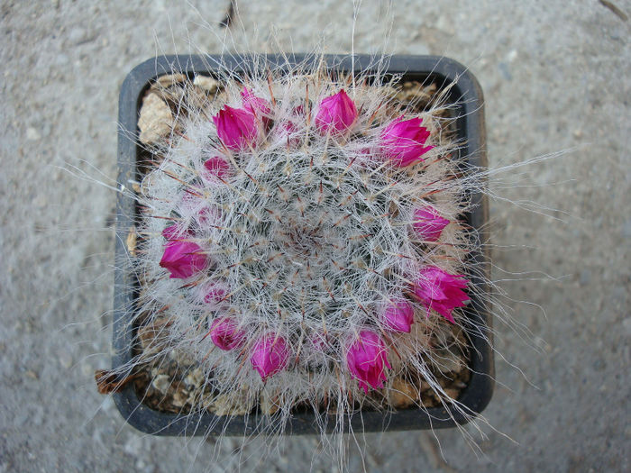 Mammillaria parkinsonii  Ehrenb.1840 - Genul Mammillaria fila 2