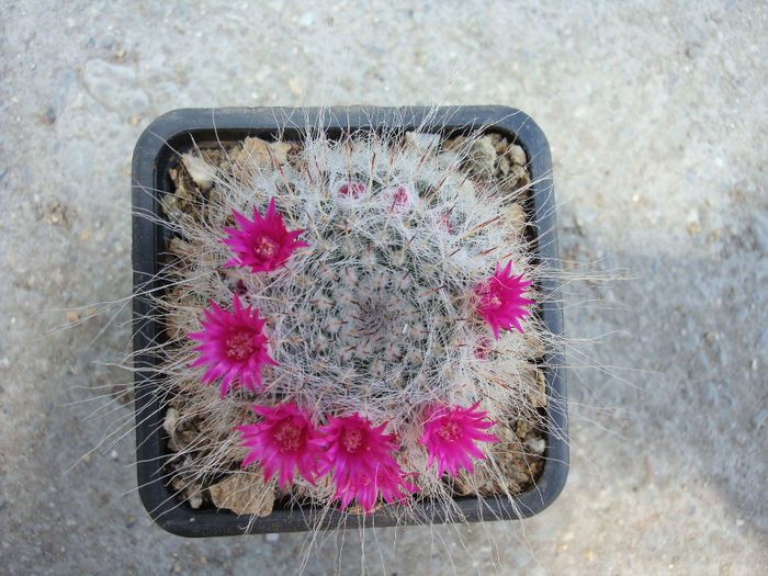 Mammillaria parkinsonii Ehrenb.1840 - Genul Mammillaria fila 2