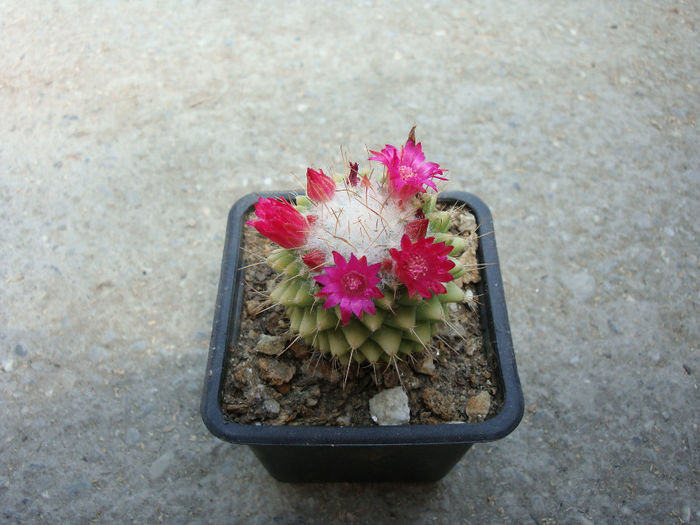 Mammillaria polythele 'inermis' - Genul Mammillaria fila 2