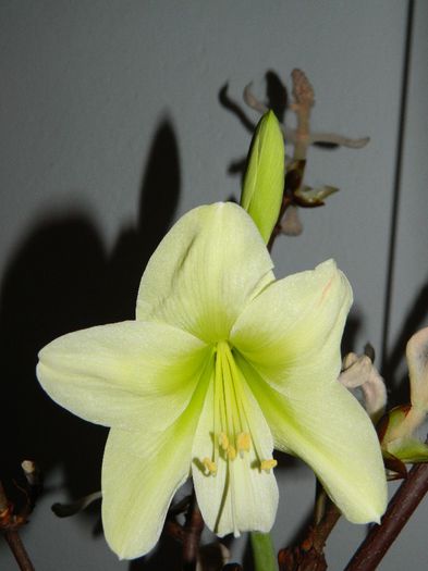 DSCN0955 Amaryllis Kolibri Serie???; Una scrie pe hartie,alta-i realitatea.
Lemon lime
