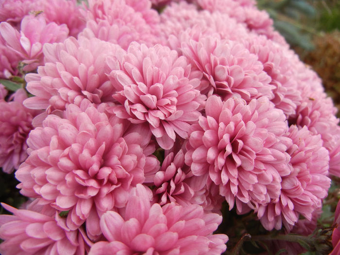 Pink Chrysanthemum (2013, Nov.03)