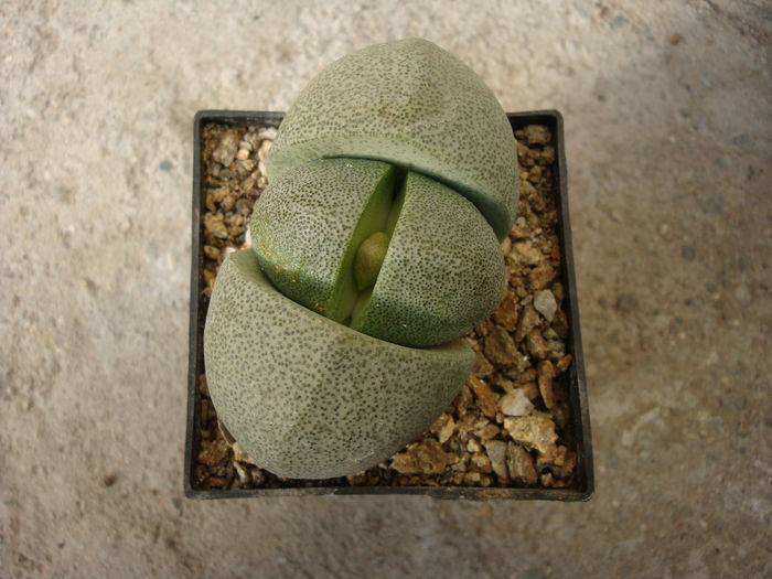 Pleiospilos nelii    Schwantes 1930