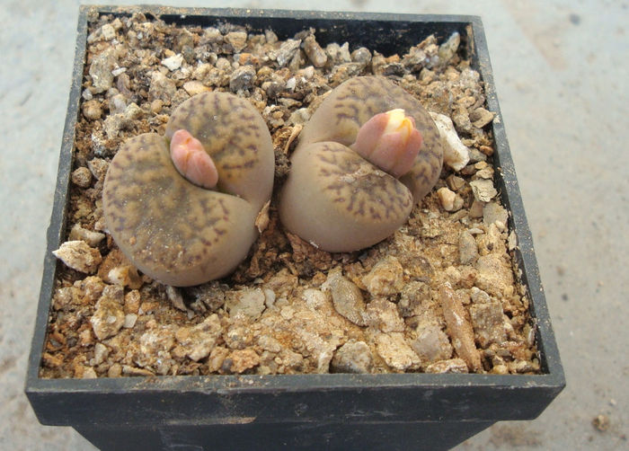 Lithops bromfieldii var. insularis      (L. Bol.) B. Fearn 1937