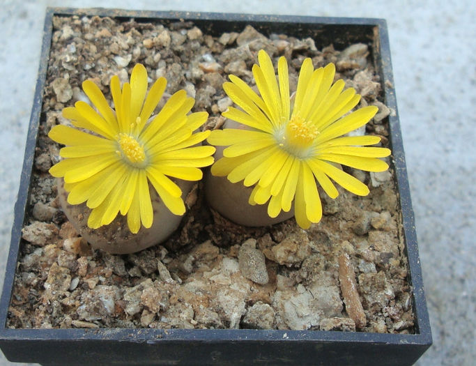 Lithops bromfieldii var. insularis    (L. Bol.) B. Fearn 1937