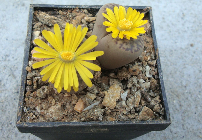 Lithops bromfieldii var. insularis   (L. Bol.) B. Fearn 1937