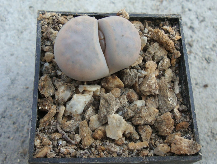 Lithops karasmontana var. aiaisensis     (HW de Boer) DT Cole 1964 - Genul Lithops