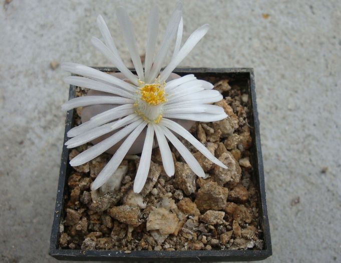 Lithops karasmontana var. aiaisensis  (HW de Boer) DT Cole 1964 - Genul Lithops