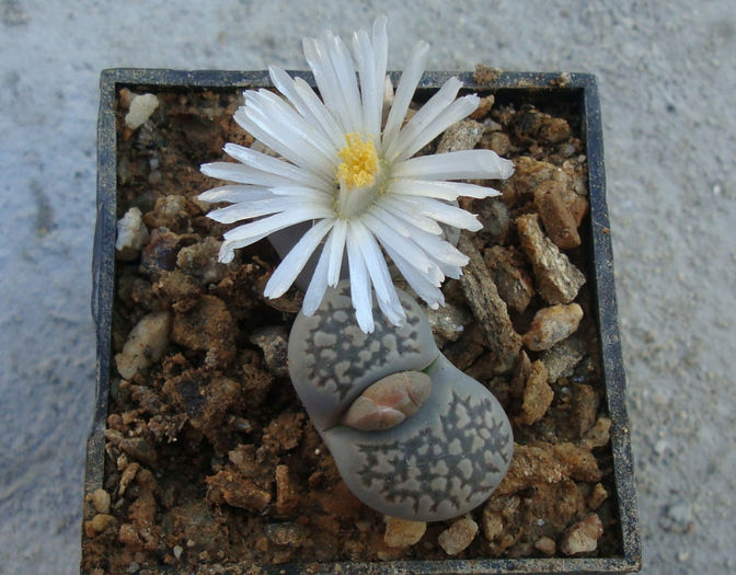 Lithops lesliei       (NE Br.) NE Br. 1912 - Genul Lithops