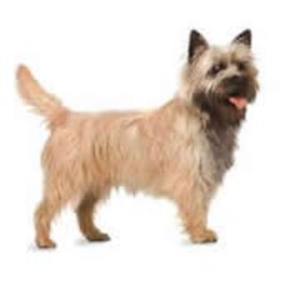 CairnTerrier0 - CIOBANESTI