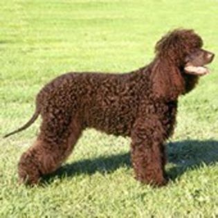 IrishWaterSpaniel0 - CIOBANESTI