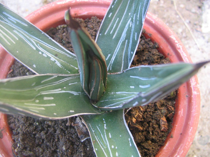 Agave ferdinandi-regis A.Berger 1915