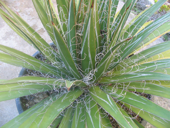 Agave filifera  Salm-Dyck 1834.