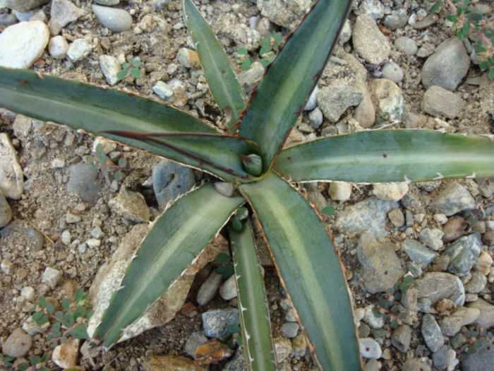 Agave lechuguilla Torr. 1858.