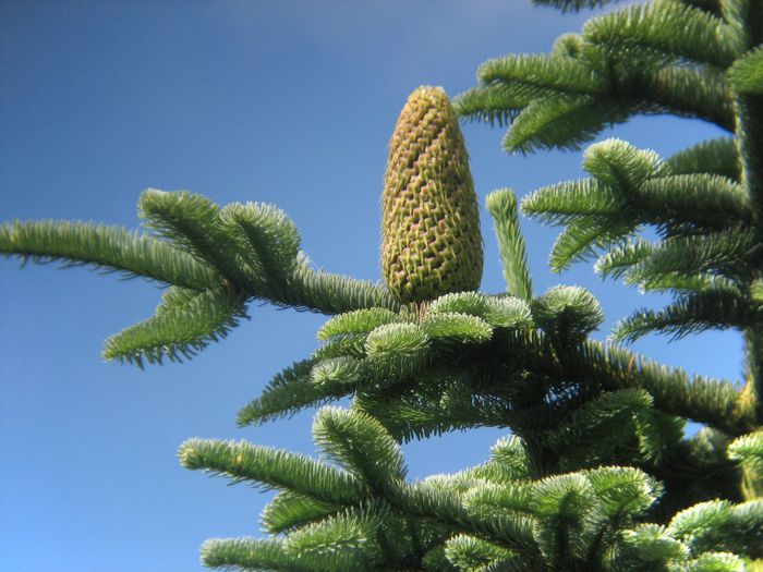 Abies_procera - a- copaci si plante diverse pt Romania