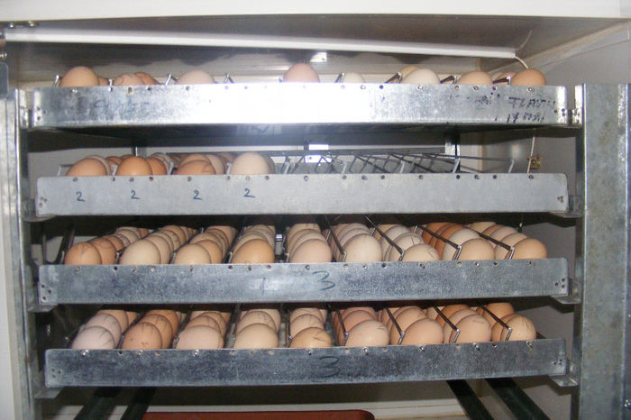 INCUBATOR (2)