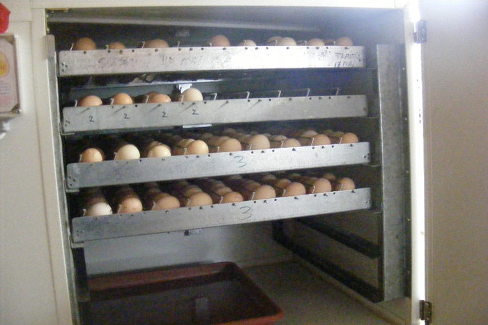 INCUBATOR (5)