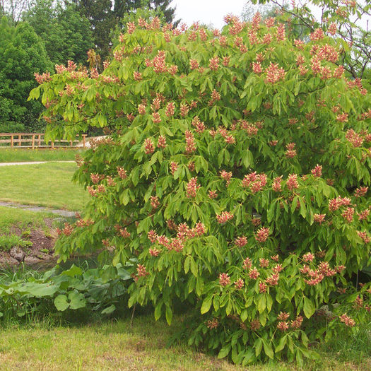 aesculus pavia humilis 35