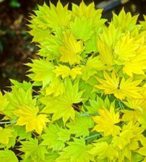 acer-shirasawanum-aureum-120