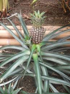 ananas2