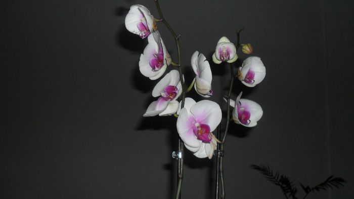 Inflorire phala 2014 001 - phalaenopsis