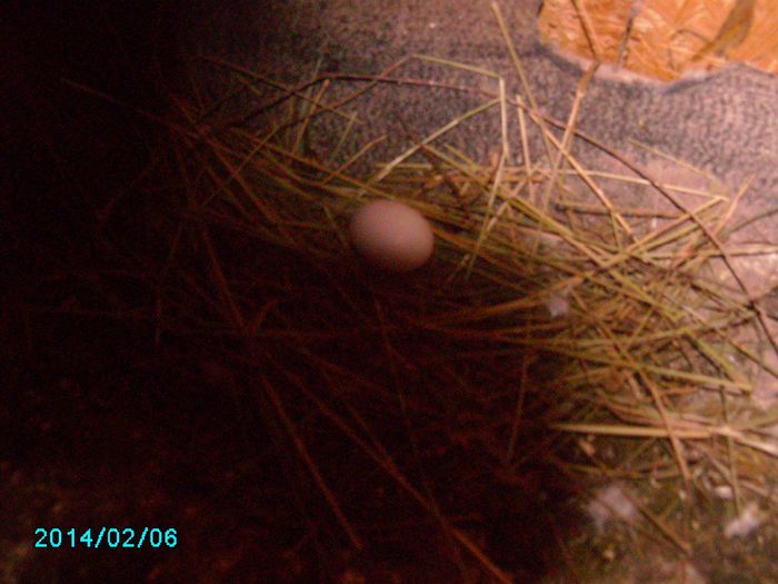 IMG_0227 - Primul ou de porumbel in anul 2014
