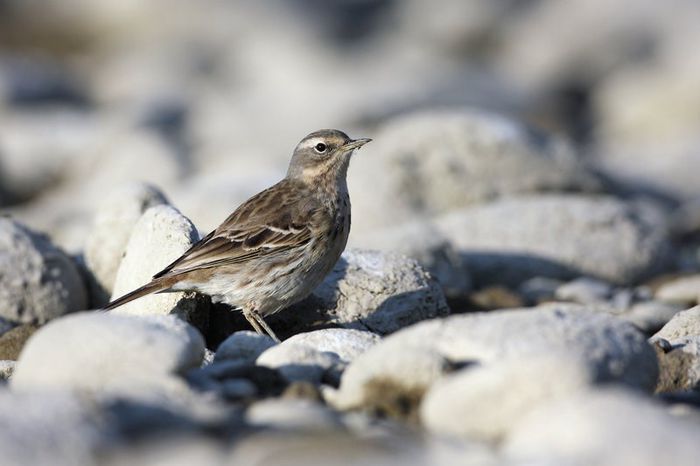 Fâsă de munte; (Anthus spinoletta)
