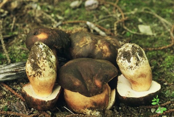 HRIBUL  PUCIOS; (Boletus aereus)
Creste in paduri, in zone deluroase, in sezonul de primavara si toamna.
