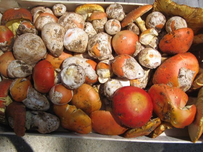 CRAITELE  sau  buretele domnesc; (Amanita caesarea)
Creste in lunile iulie-august in padurile de foioase.Este considerata ca cea mai buna dintre ciuperci.
