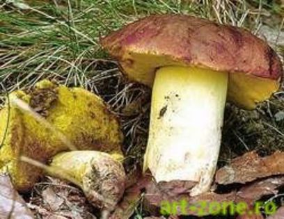 NITARCA - hrib; (Boletus appendiculatus )
Creste pe  pamânt  în  paduri  de  foioase,vara si toamna.
