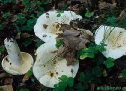 Iuțări; (Lactarius piperatus )
Creste pe sol, în grupuri numeroase, în paduri de foioase sau de conifere.
