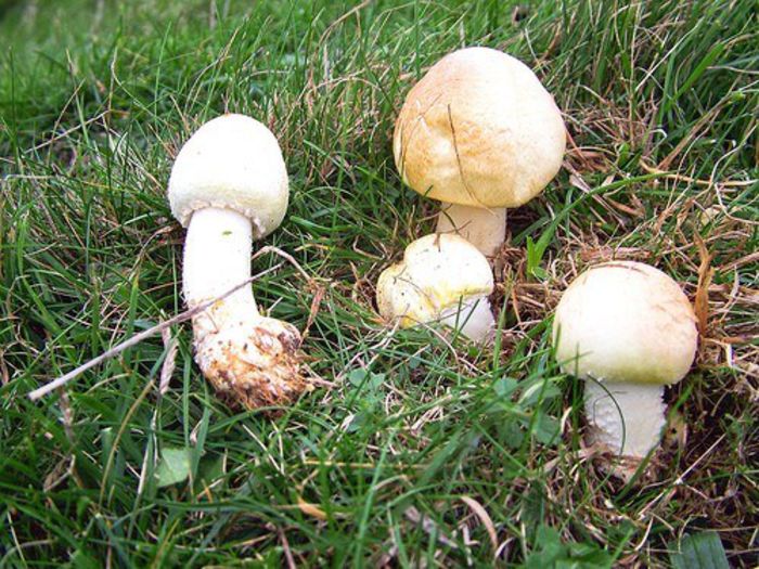 Ciupercă de câmp; (Psallota arvensis)
 Creşte în pajişti, poieni şi fâneţe, vara şi toamna. Este foarte bună.
