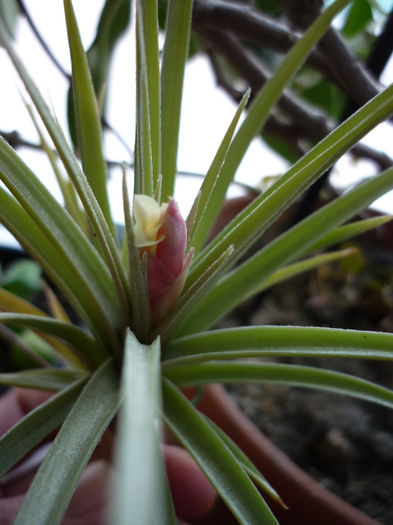 cata bucurie...!!! - Tillandsia