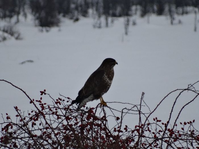 Şorecarul Comun; Buteo buteo
