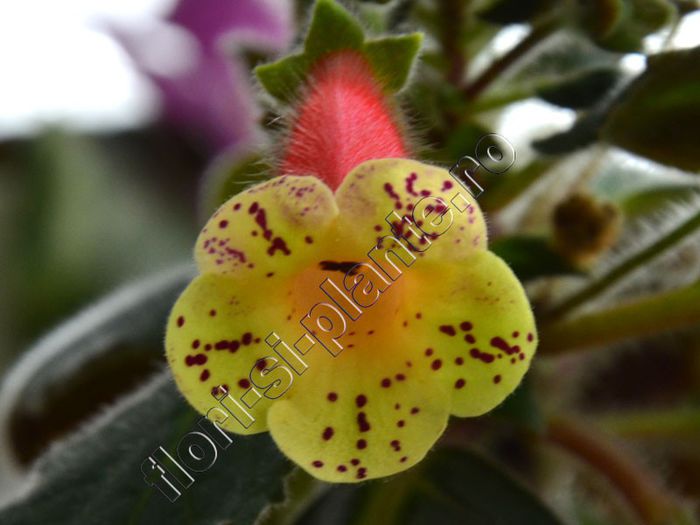 Kohleria Viktoria (ni)