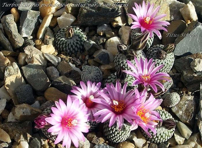 Turbinicarpus pseudopectinatus var. rubriflorus