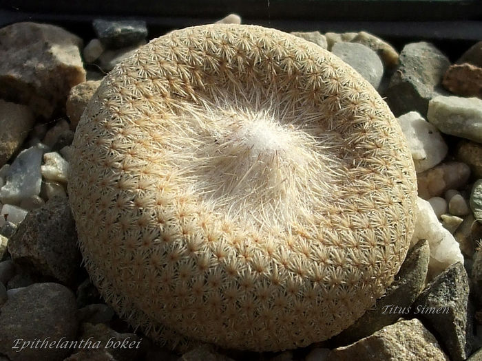 Epithelantha bokei .