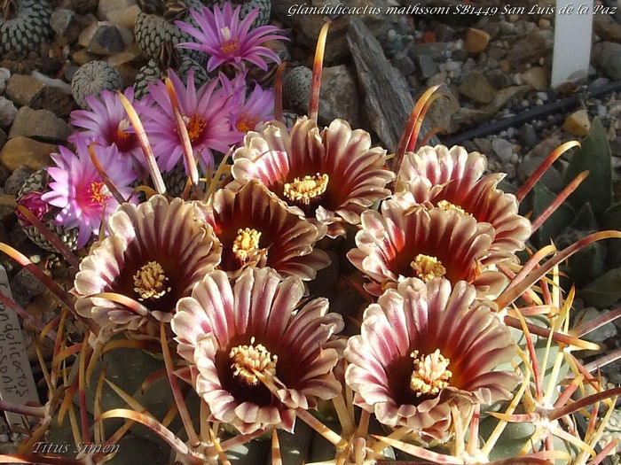 Glandulicactus mathssoni SB1449 San Luis de la Paz