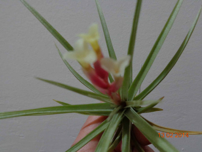 DSC00083 - Tillandsia