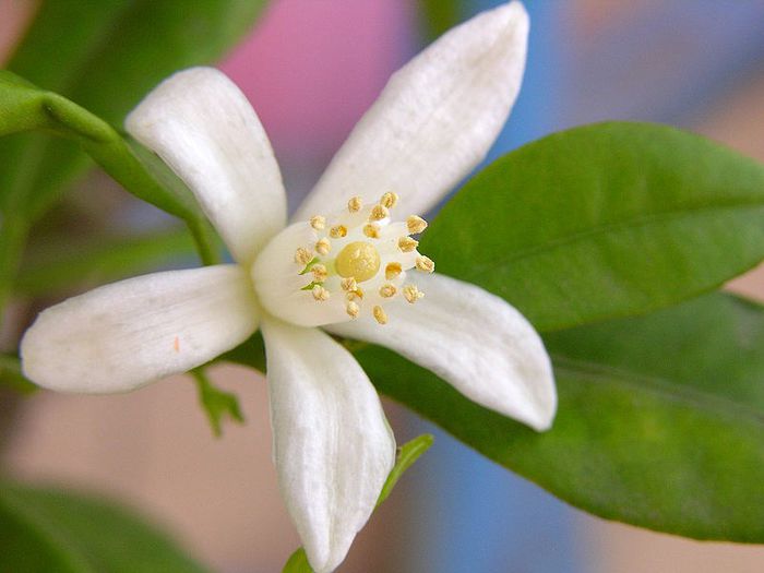 kumquat-floare; (Fortunella japonica)
