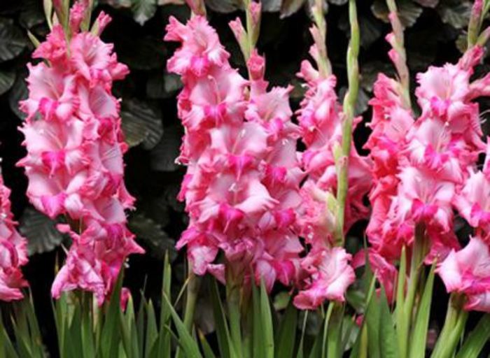 gladiolus belladonna