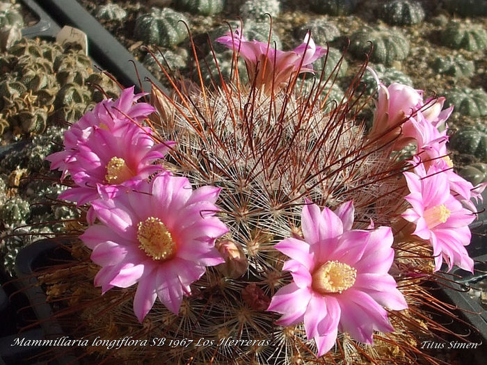 Mammillaria longiflora SB 1967 Los Herreras . 04.02.2014