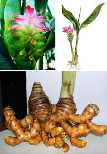 Curcuma xanthorrhiza bulb