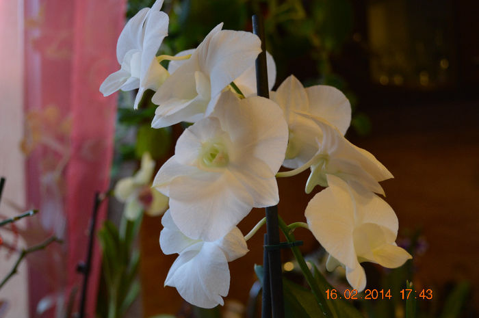 DSC_0011 - Dendrobium phalaenopsis